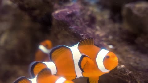 Footage Of A Clown Fish