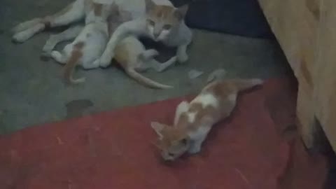 Eating cat milk
