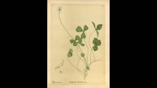 El Hemmeh Archeobotany Part 4