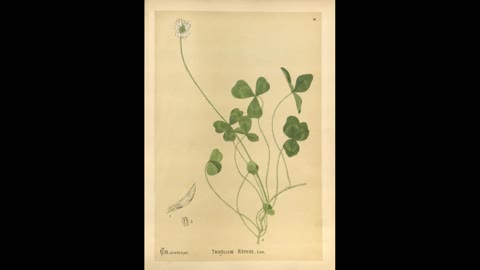 El Hemmeh Archeobotany Part 4