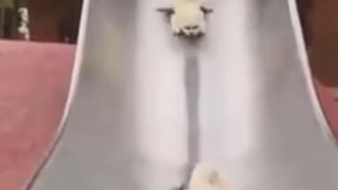 Funny Moments Cats and Dogs Compilation #4