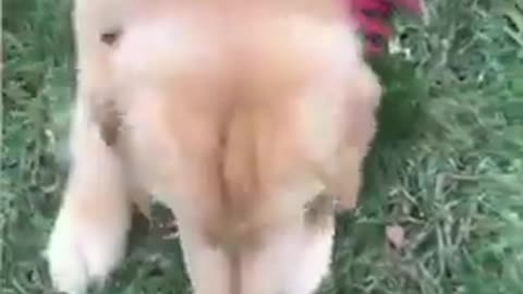 How to train your dog