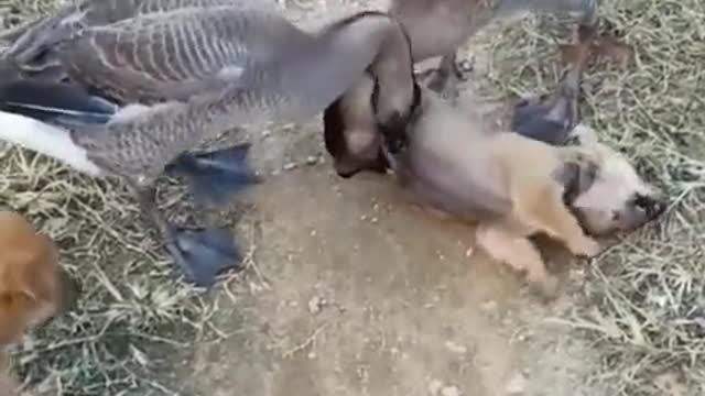 Tuổi trẻ chưa hiểu sự đời , dám trêu chị ngỗng ah
