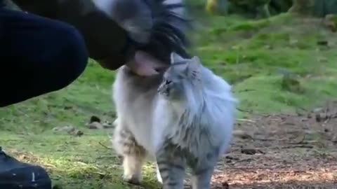 Fluffy cat so Cute cat family scene