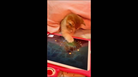 Funny Cats and Dogs Videos (3) hahaha