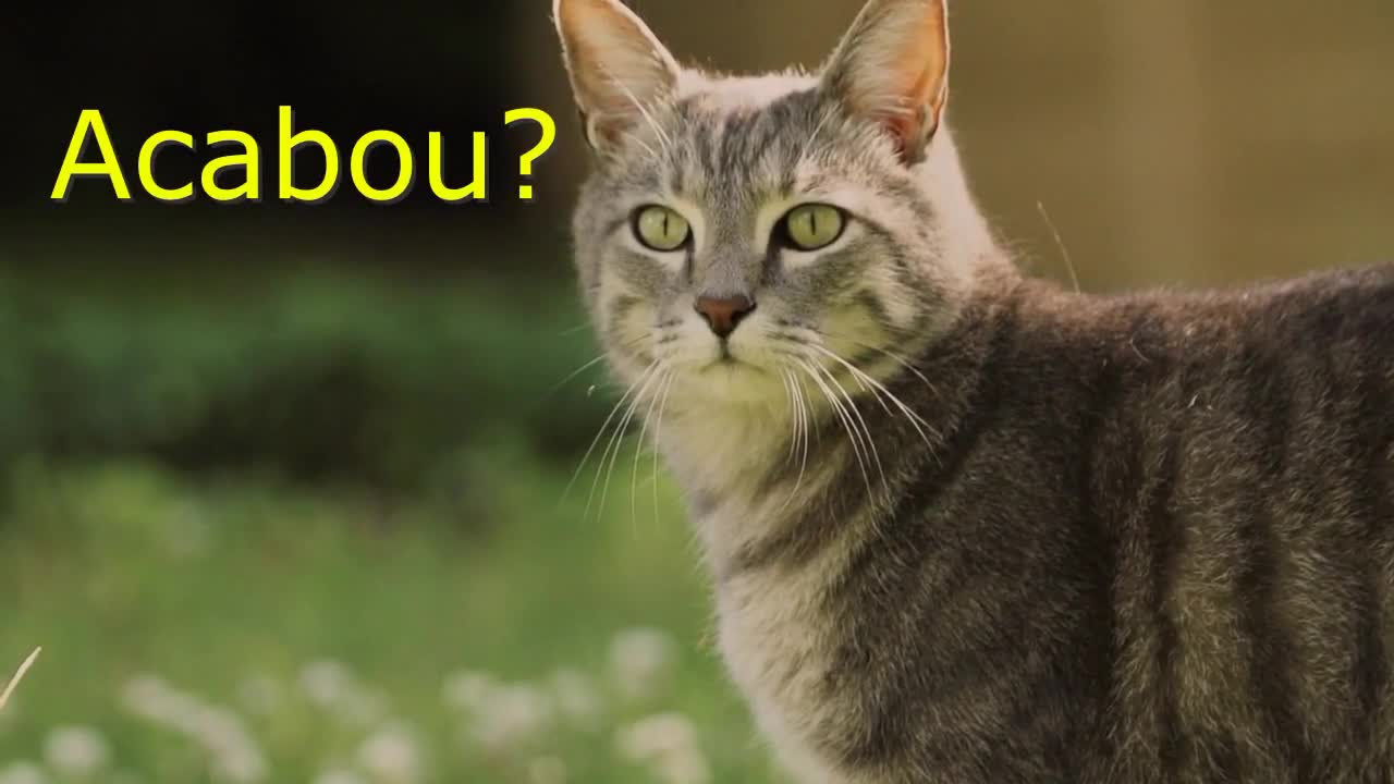 Funny videos of animals and babies