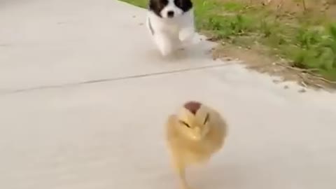 Funny Animai videos