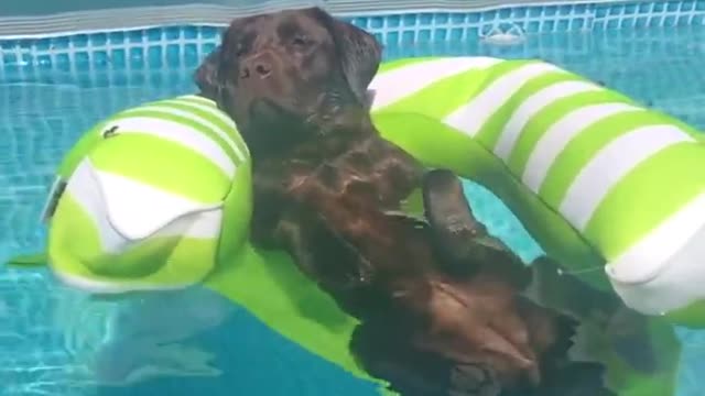 Adorable Dog Enjoys The Pool On A Floaty #shorts