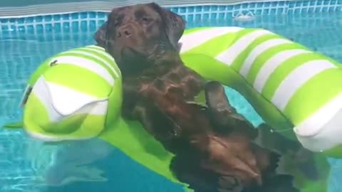 Adorable Dog Enjoys The Pool On A Floaty #shorts