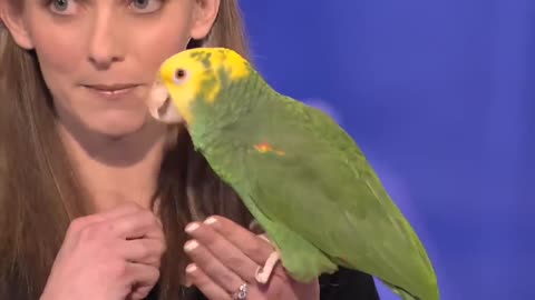 WHAT_! Echo The Talking Bird on AGT!