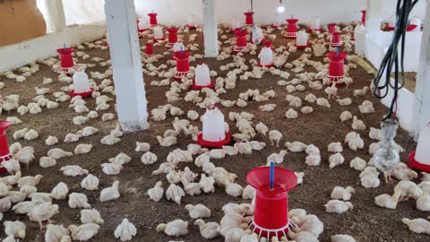 Cute Baby Chicken Farming, Baby Chickens