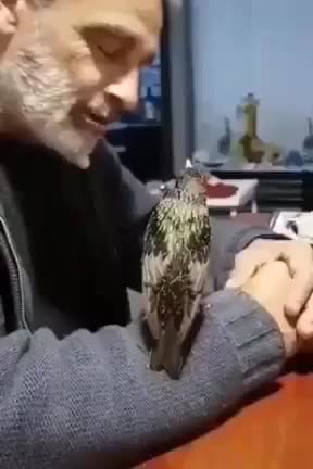 Listen for the birds