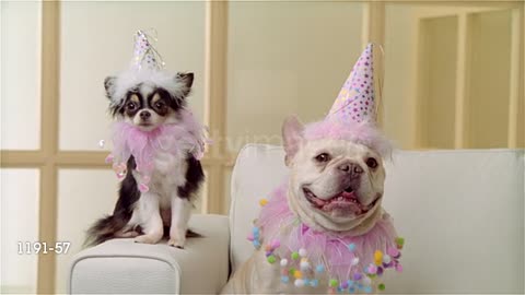 A Funny Party Of Dogs