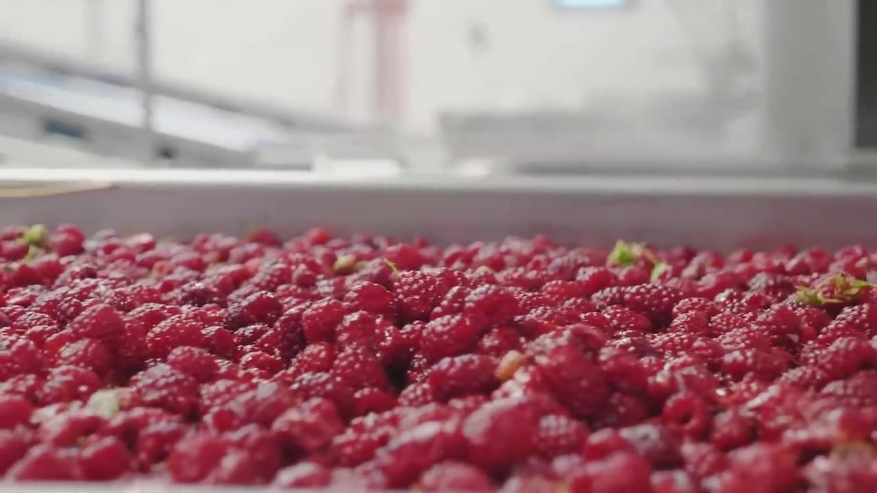 Red Raspberry Harvesting and Processing - Red Raspberry Cultivation Technology - Raspberry Factory