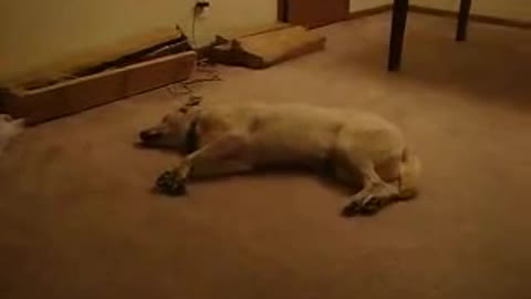 Bizkit the Sleep Walking Dog dream