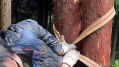 In the forest they can do amazing things