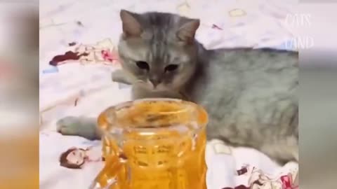 OMG So Cute Cats (♥) Best Funny Cat Videos 2021 #86)