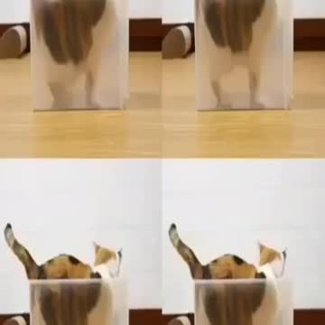 .Very cute and beautiful dogs and cats and animated parrot #shorts