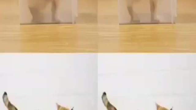 .Very cute and beautiful dogs and cats and animated parrot #shorts