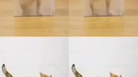 .Very cute and beautiful dogs and cats and animated parrot #shorts