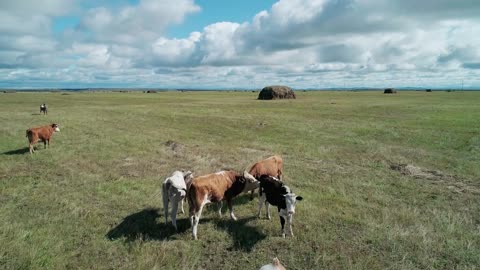 Aerial view of herd of cows grazing on a green meadow. Countryside rural landscape