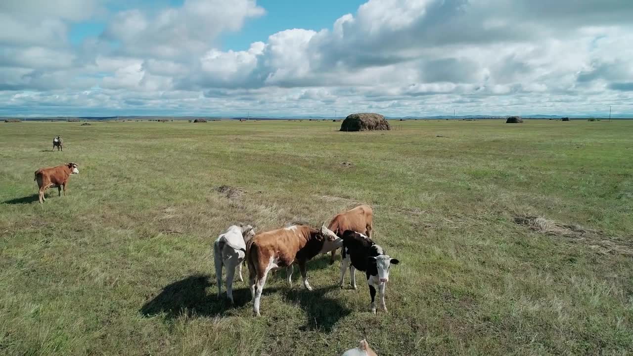 Aerial view of herd of cows grazing on a green meadow. Countryside rural landscape