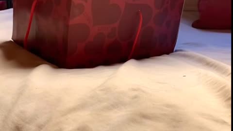 CAT: I love you so much Dad