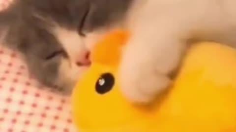 Funny Animal Videos Try Not to Laugh 2024 Part 1