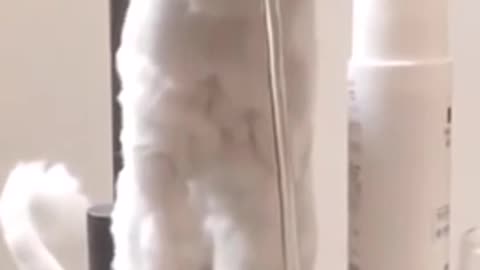 Cute cat 🐈