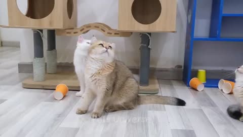 Try not to laugh