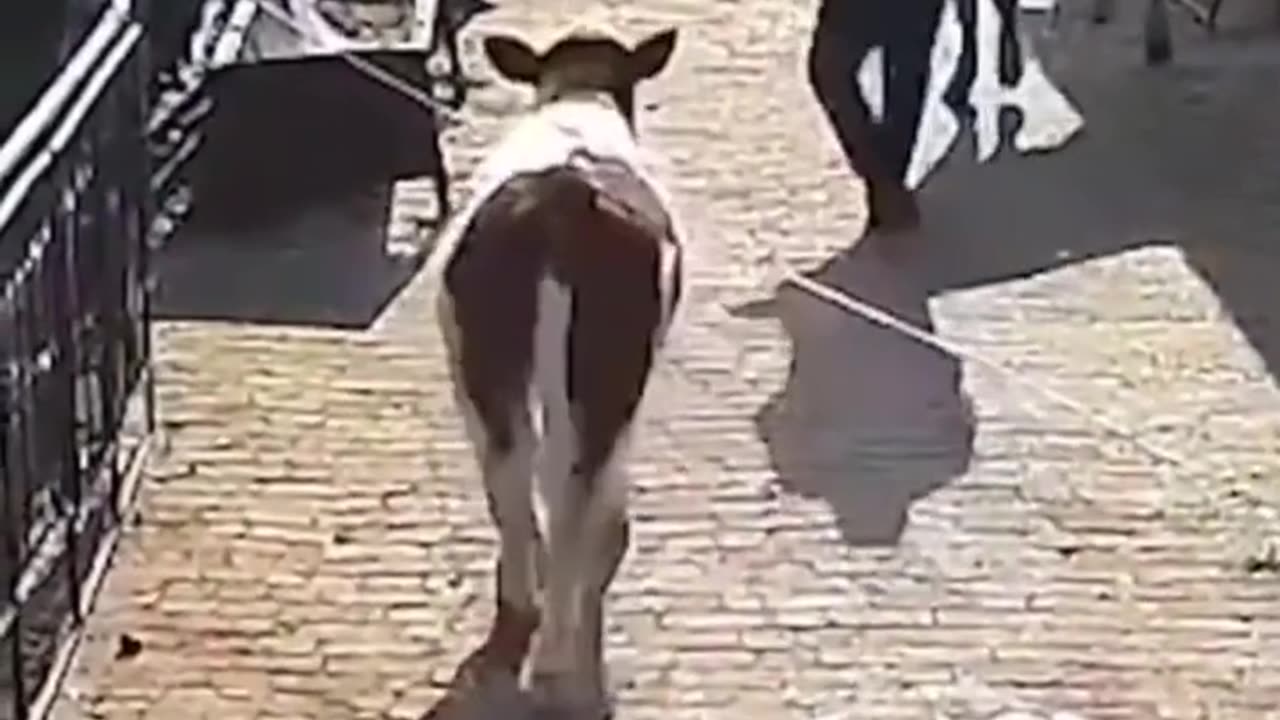 Funniest Animals 2024 and Funny Fails Pets Video