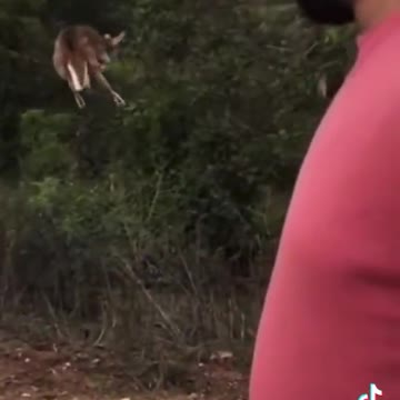 Big jump animal