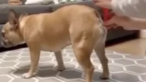 Animal videos funny. Try not to laugh