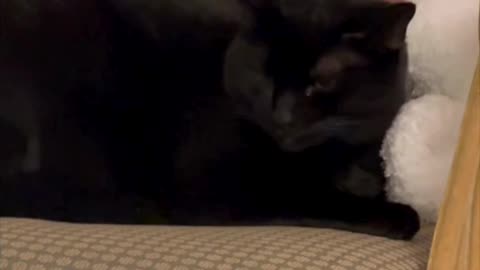 Cute Precious Piper Gets Comfortable on Her Throne - Adopting a Cat from a Shelter Vlog #shorts