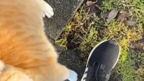 FUNNY CATS and DOGS & other Animals