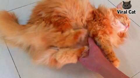 FUNNY CATS