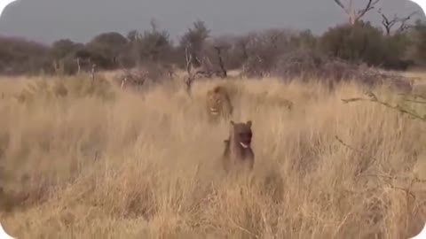 Lions hunt crocodile,buffalo and impala,