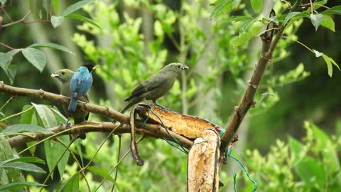 Three birds on a tree