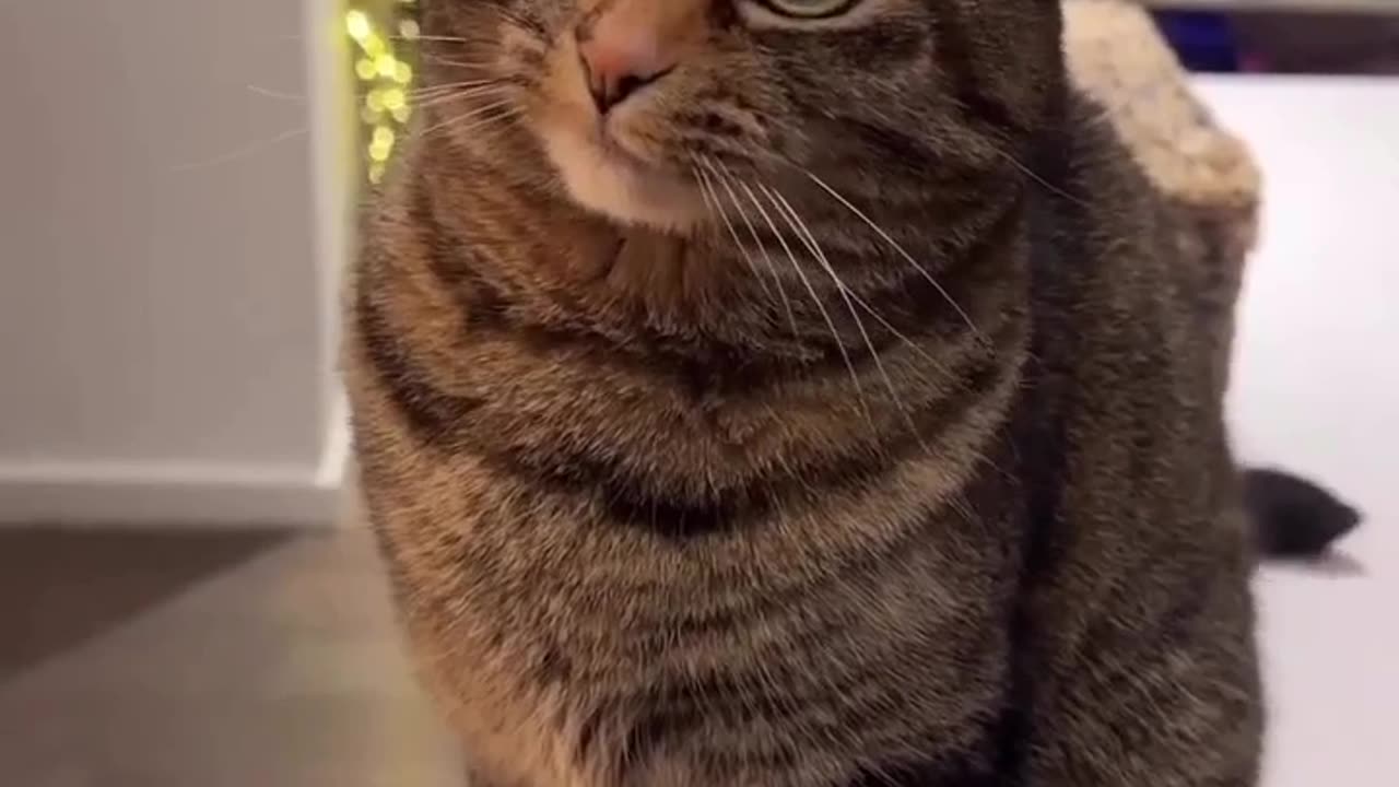 Funny cat here