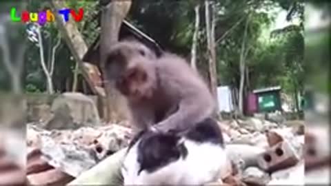 Donkey & Cat Funny Moments!