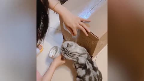 Best Of The 🐕2024 🐈Funny Animal Videos
