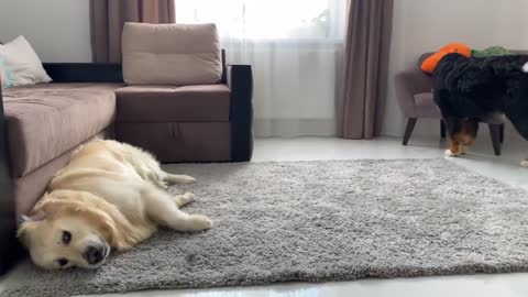 Golden Retriever loves to play!