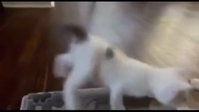 Little kitten dancing
