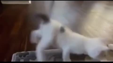 Little kitten dancing