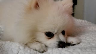 Toby the tiny pomorenian want to go to sleep