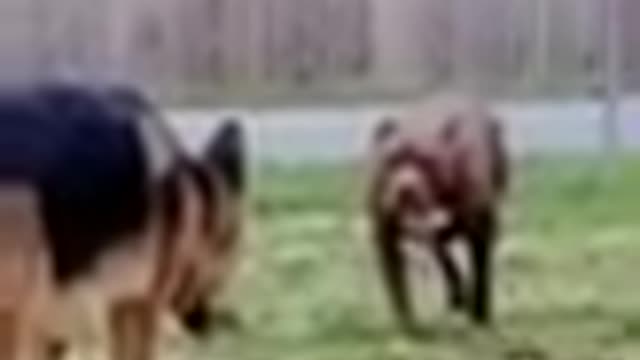 OMG #dog fighting