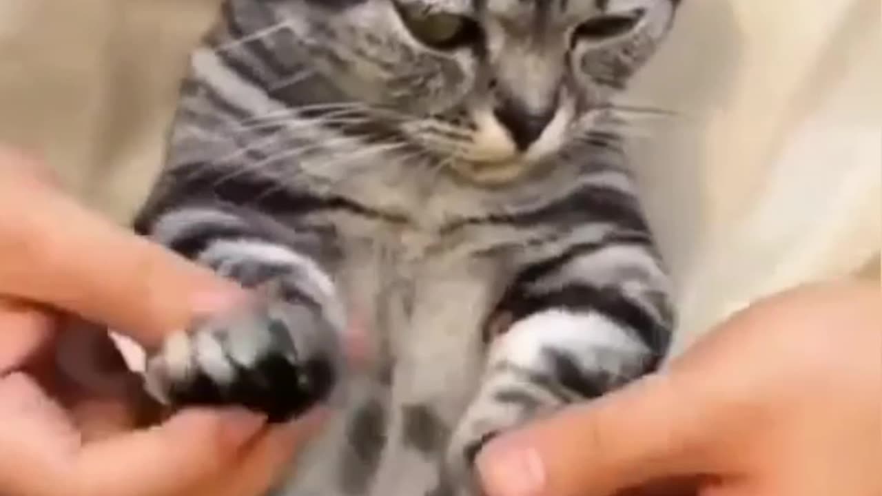 Cat dance hippop