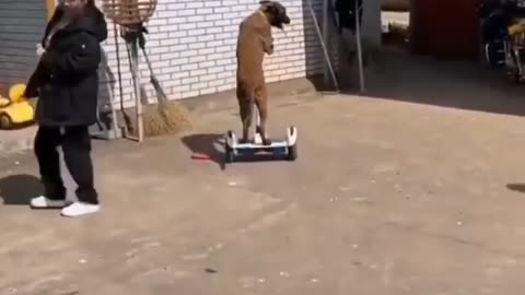 Paw-some Tech Pup: Watch This Dog Master the Hoverboard!