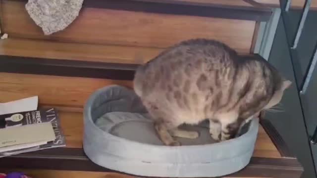 Her new bed.