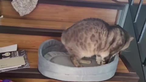 Her new bed.